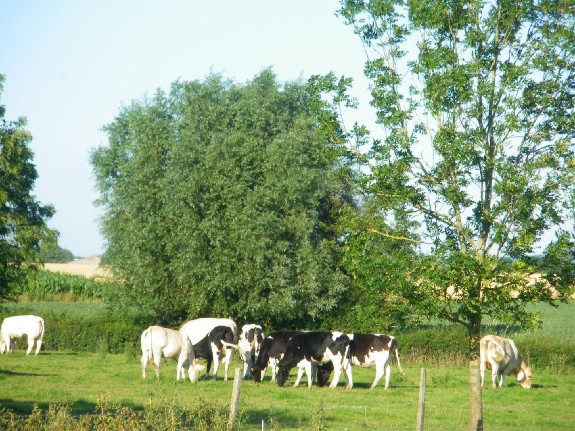 La Vallee Des Trois Monts Saint-Sylvestre-Cappel Buitenkant foto