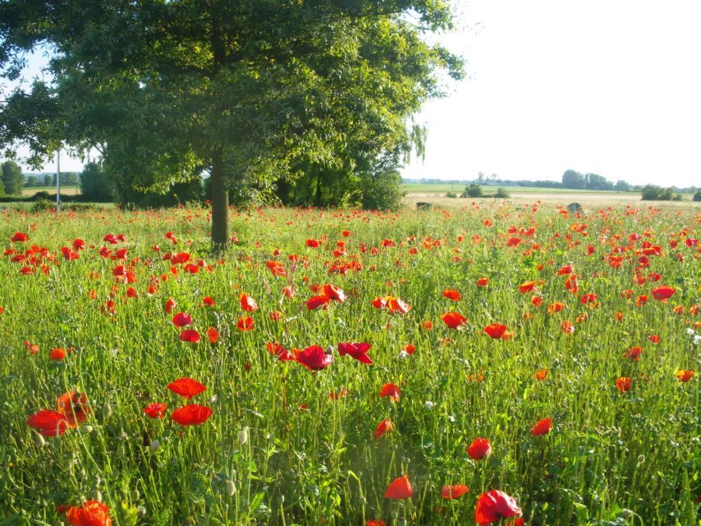 La Vallee Des Trois Monts Saint-Sylvestre-Cappel Buitenkant foto